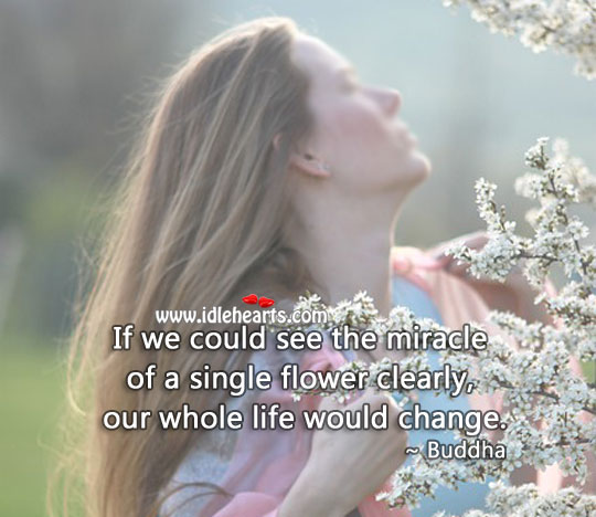 If we could see the miracle of a single flower clearly, our whole life would change. Flowers Quotes Image