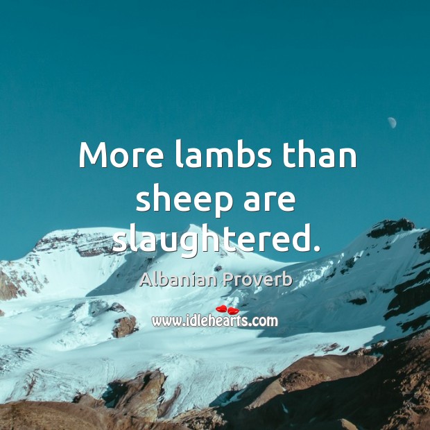 More lambs than sheep are slaughtered. Albanian Proverbs Image