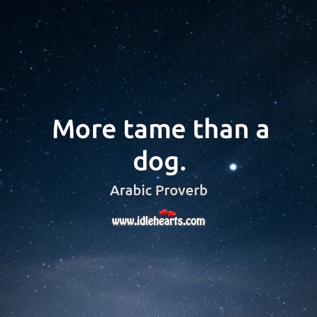 More tame than a dog. Arabic Proverbs Image