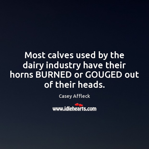 Most calves used by the dairy industry have their horns BURNED or Casey Affleck Picture Quote
