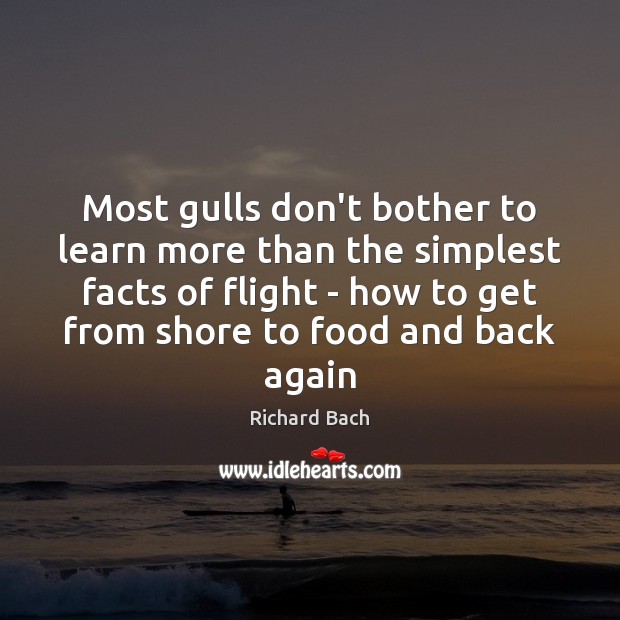 Most gulls don’t bother to learn more than the simplest facts of Richard Bach Picture Quote