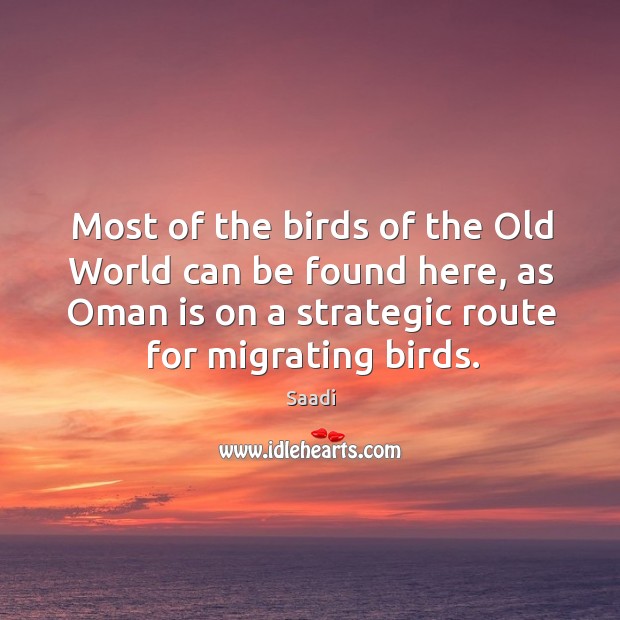 Most of the birds of the old world can be found here, as oman is on a strategic route for migrating birds. Image