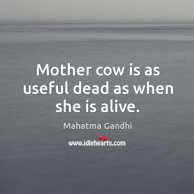 Mother cow is as useful dead as when she is alive. Image