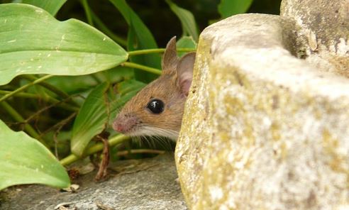 A mouse and mousetrap Inspirational Stories Image
