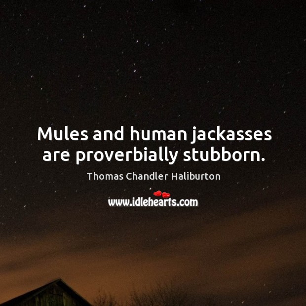 Mules and human jackasses are proverbially stubborn. Thomas Chandler Haliburton Picture Quote
