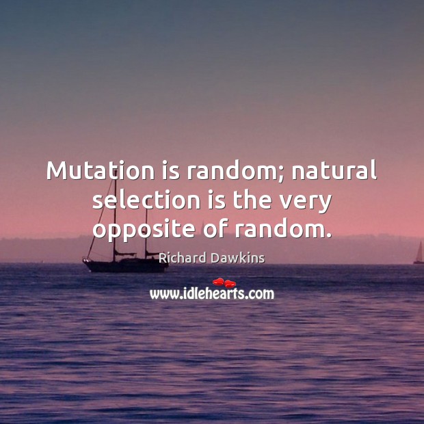 Mutation is random; natural selection is the very opposite of random. Richard Dawkins Picture Quote