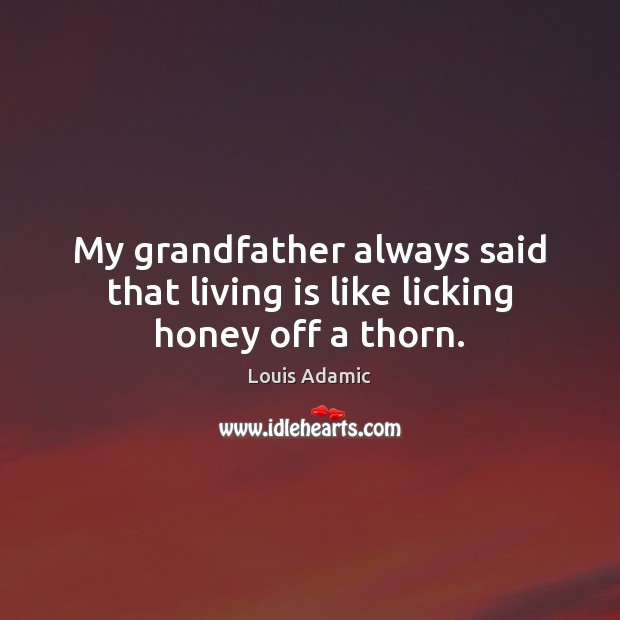 My grandfather always said that living is like licking honey off a thorn. Louis Adamic Picture Quote