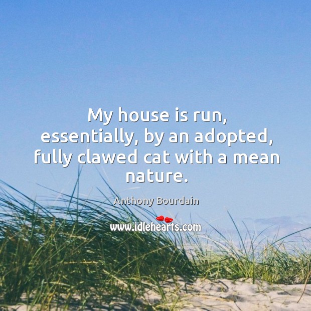 My house is run, essentially, by an adopted, fully clawed cat with a mean nature. Anthony Bourdain Picture Quote