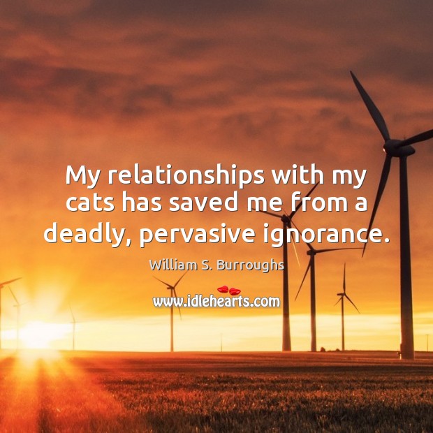 My relationships with my cats has saved me from a deadly, pervasive ignorance. William S. Burroughs Picture Quote