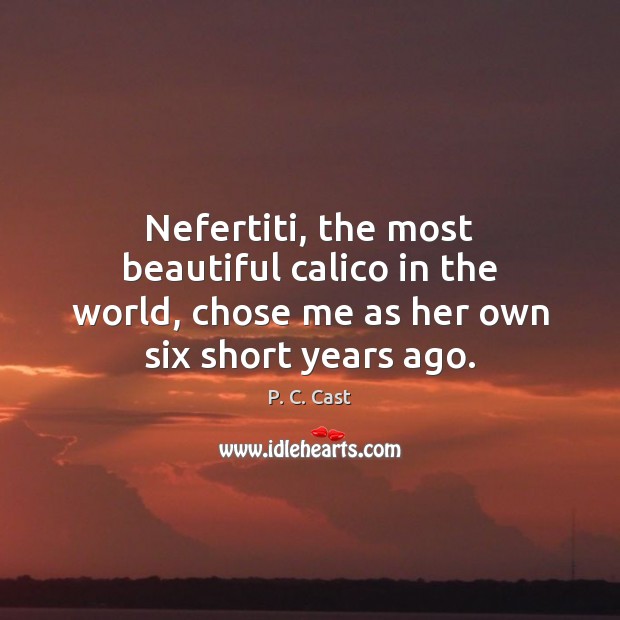 Nefertiti, the most beautiful calico in the world, chose me as her P. C. Cast Picture Quote