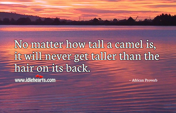 No matter how tall a camel is, it will never get taller than than the hair on its back. African Proverbs Image