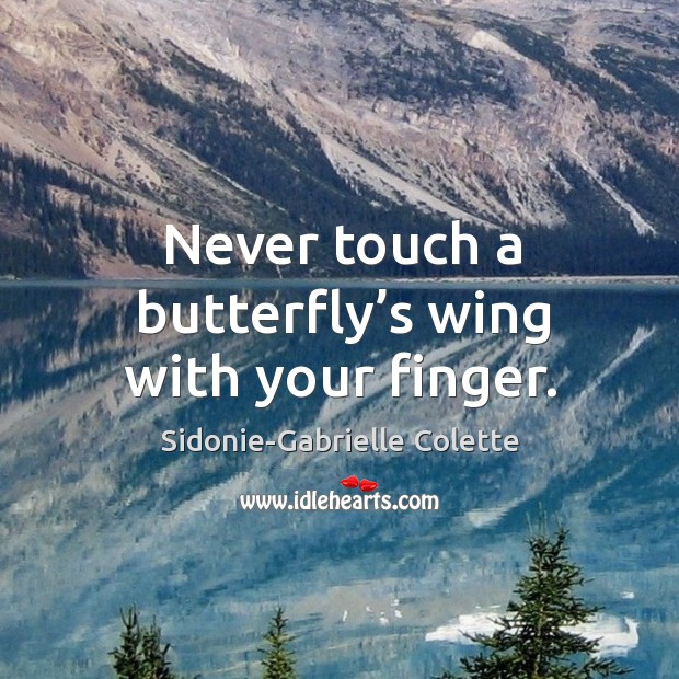 Never touch a butterfly’s wing with your finger. Image
