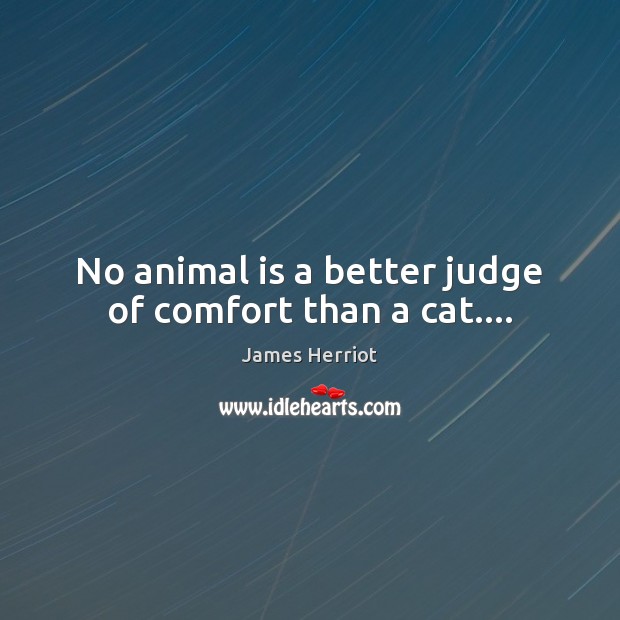 No animal is a better judge of comfort than a cat…. James Herriot Picture Quote