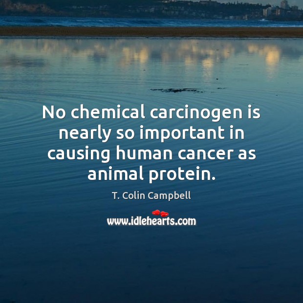 No chemical carcinogen is nearly so important in causing human cancer as animal protein. T. Colin Campbell Picture Quote