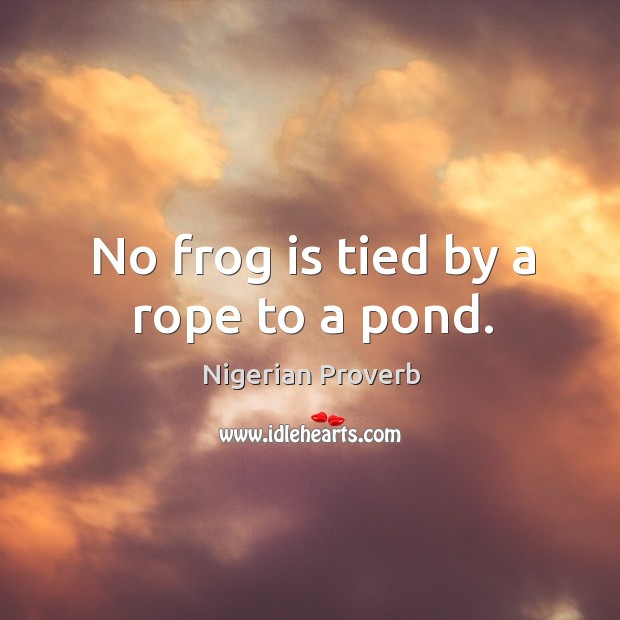 No frog is tied by a rope to a pond. Nigerian Proverbs Image