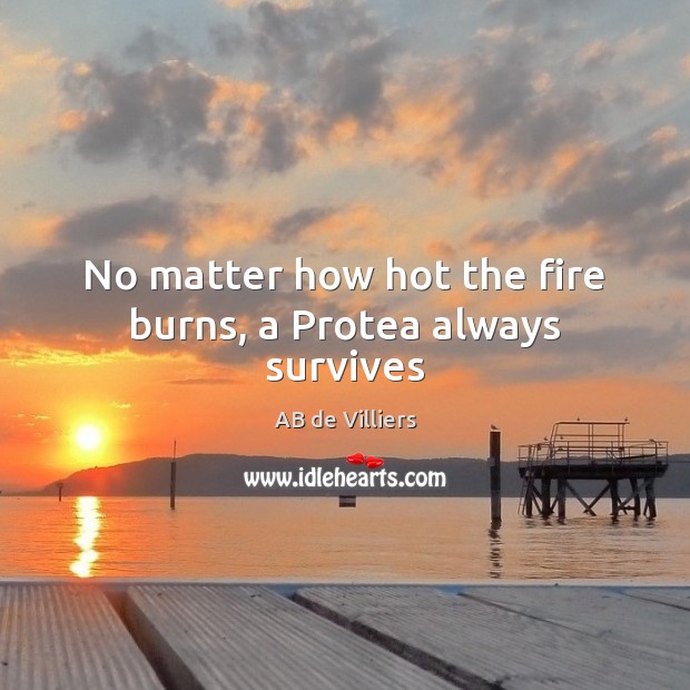 No matter how hot the fire burns, a Protea always survives AB de Villiers Picture Quote