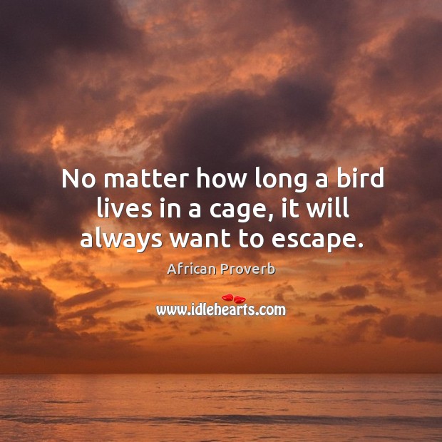 No matter how long a bird lives in a cage, it will always want to escape. Image