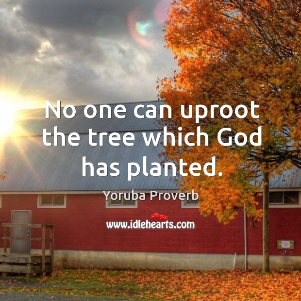 No one can uproot the tree which God has planted. Yoruba Proverbs Image