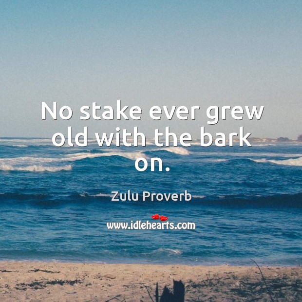 No stake ever grew old with the bark on. Zulu Proverbs Image