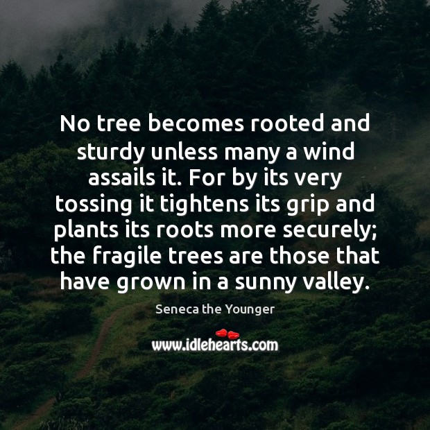 No tree becomes rooted and sturdy unless many a wind assails it. Seneca the Younger Picture Quote