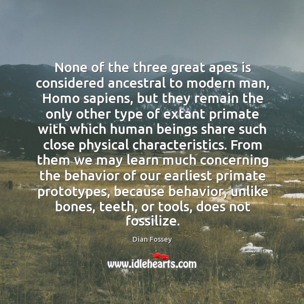 None of the three great apes is considered ancestral to modern man, Dian Fossey Picture Quote