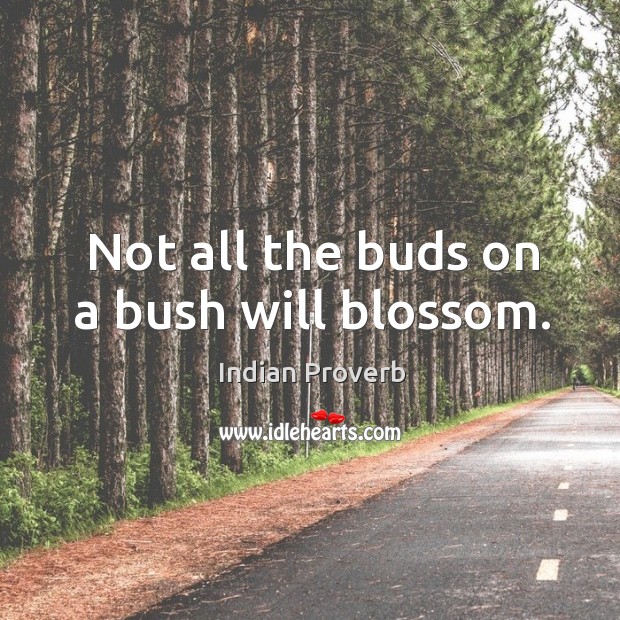 Not all the buds on a bush will blossom. Indian Proverbs Image