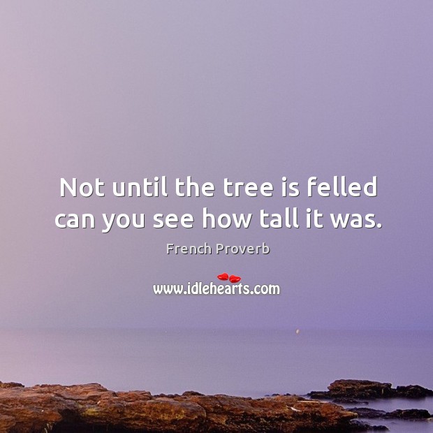 Not until the tree is felled can you see how tall it was. Image