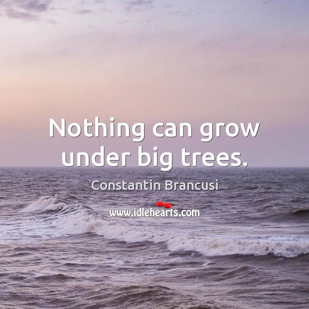 Nothing can grow under big trees. Constantin Brancusi Picture Quote