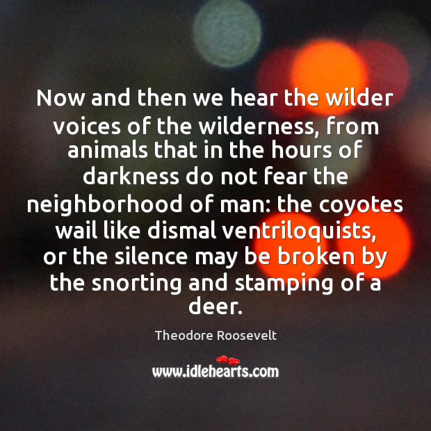 Now and then we hear the wilder voices of the wilderness, from Theodore Roosevelt Picture Quote
