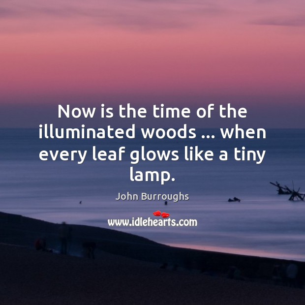 Now is the time of the illuminated woods … when every leaf glows like a tiny lamp. Image