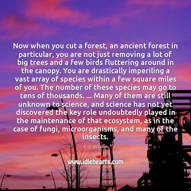 Now when you cut a forest, an ancient forest in particular, you E. O. Wilson Picture Quote