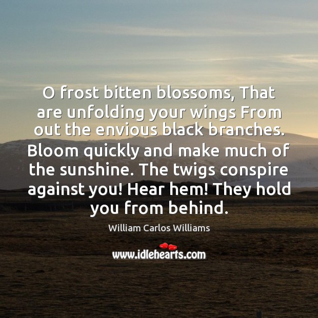 O frost bitten blossoms, That are unfolding your wings From out the Image