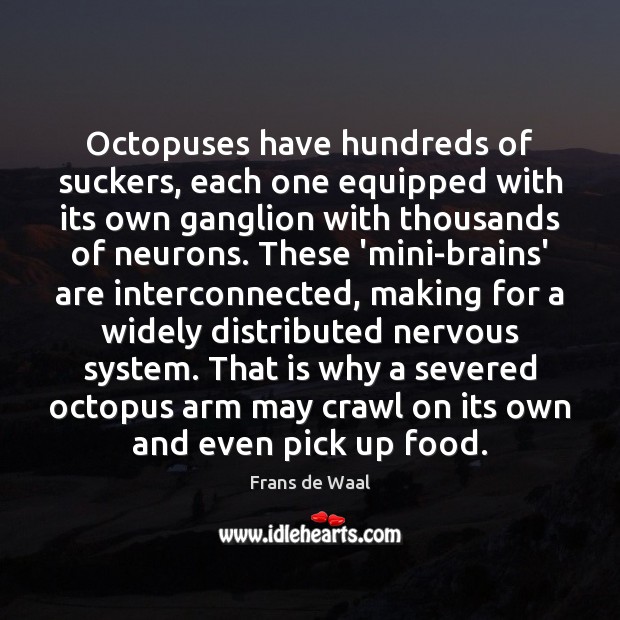 Octopuses have hundreds of suckers, each one equipped with its own ganglion Image