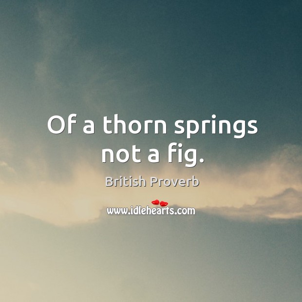 Of a thorn springs not a fig. British Proverbs Image