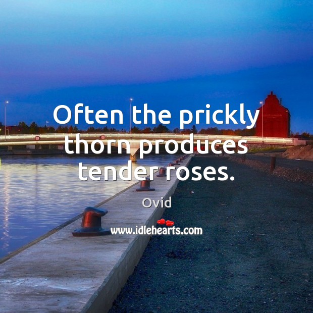Often the prickly thorn produces tender roses. Ovid Picture Quote
