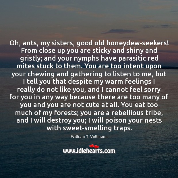 Oh, ants, my sisters, good old honeydew-seekers! From close up you are William T. Vollmann Picture Quote