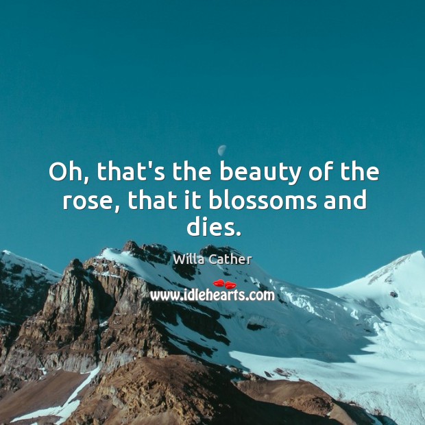 Oh, that’s the beauty of the rose, that it blossoms and dies. Willa Cather Picture Quote