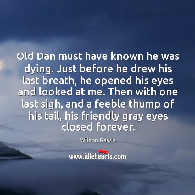 Old Dan must have known he was dying. Just before he drew Wilson Rawls Picture Quote