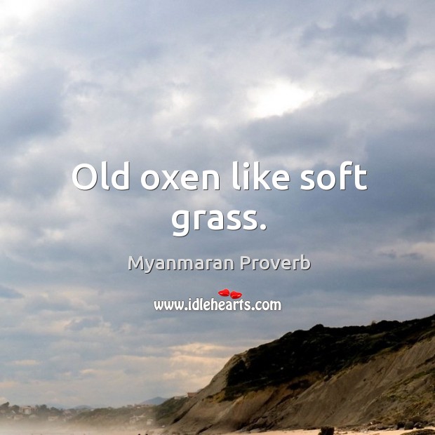 Old oxen like soft grass. Myanmaran Proverbs Image