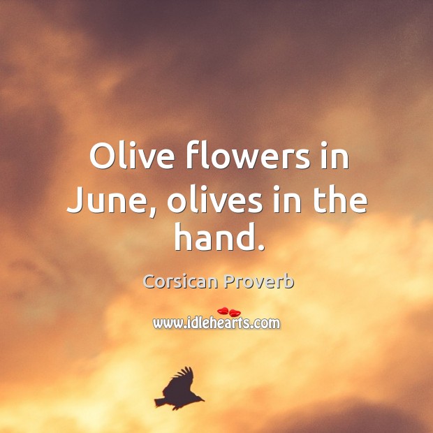 Olive flowers in june, olives in the hand. Corsican Proverbs Image