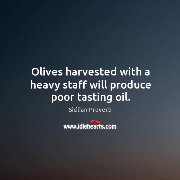 Olives harvested with a heavy staff will produce poor tasting oil. Image