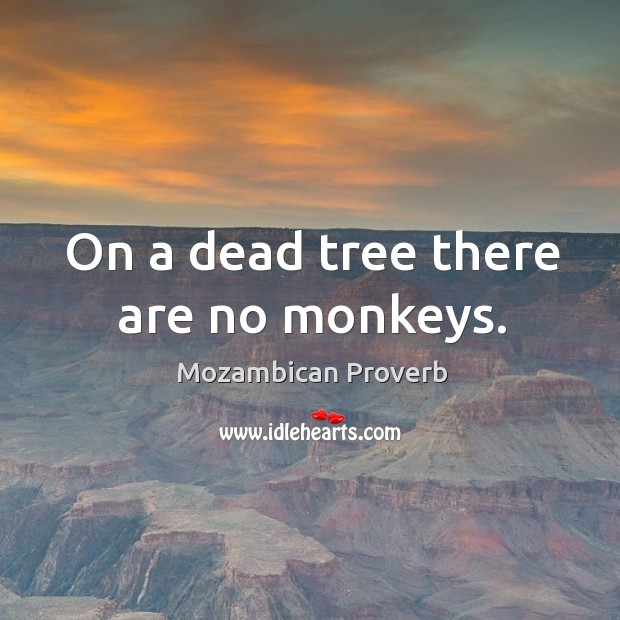On a dead tree there are no monkeys. Mozambican Proverbs Image