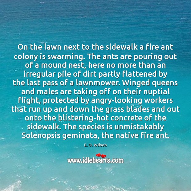 On the lawn next to the sidewalk a fire ant colony is E. O. Wilson Picture Quote