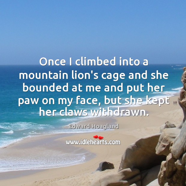 Once I climbed into a mountain lion’s cage and she bounded at Edward Hoagland Picture Quote