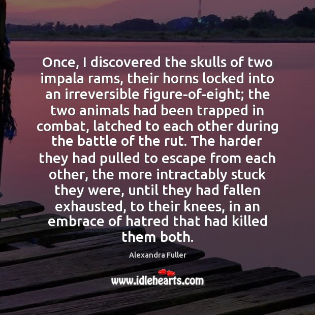 Once, I discovered the skulls of two impala rams, their horns locked Alexandra Fuller Picture Quote