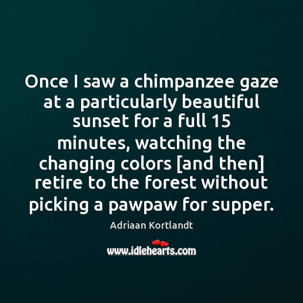 Once I saw a chimpanzee gaze at a particularly beautiful sunset for Adriaan Kortlandt Picture Quote
