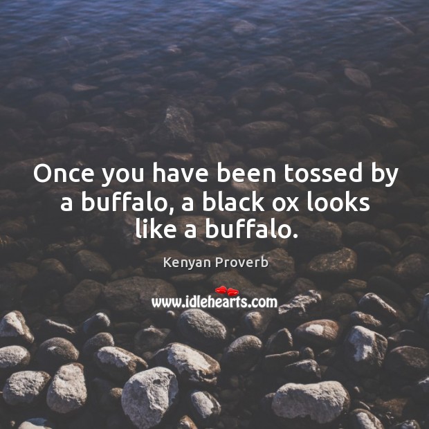 Once you have been tossed by a buffalo, a black ox looks like a buffalo. Kenyan Proverbs Image