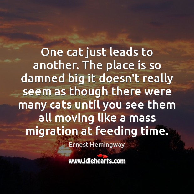 One cat just leads to another. The place is so damned big Ernest Hemingway Picture Quote