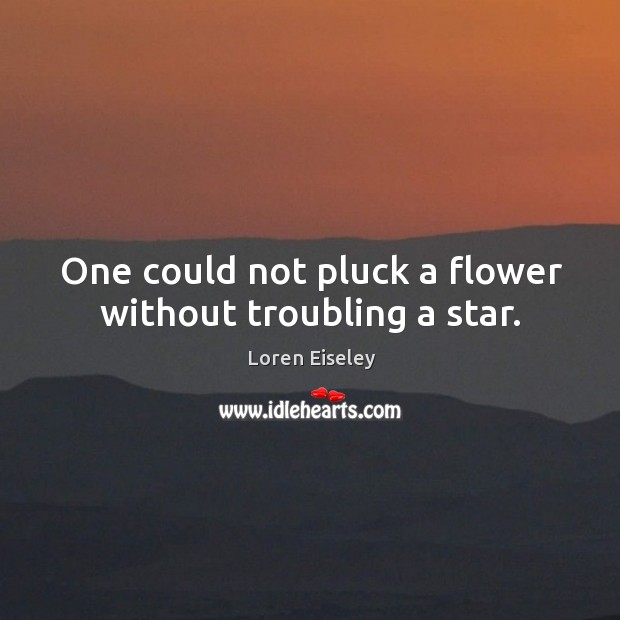 One could not pluck a flower without troubling a star. Loren Eiseley Picture Quote