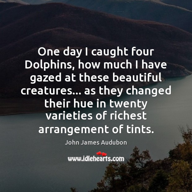 One day I caught four Dolphins, how much I have gazed at John James Audubon Picture Quote